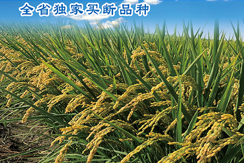 種子播前10法防病