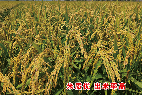 水稻如何防治病蟲害