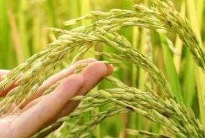 東北大米能滿(mǎn)足全國(guó)人民的需要嗎？看完這個(gè)你就知道了！