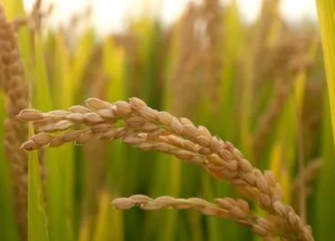 種了這么多年水稻我們知道粳稻和秈稻的區(qū)別嗎？