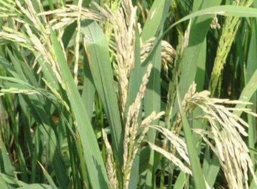 水稻穗頸瘟&ldquo;只能預(yù)防，不能治&rdquo;，肥量高、株密發(fā)生風(fēng)險(xiǎn)高