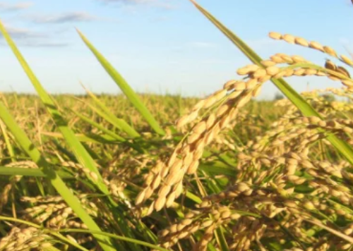 水稻進(jìn)入拔節(jié)孕穗期，農(nóng)民做好這3點(diǎn)，壯桿爭大穗，為高產(chǎn)打基礎(chǔ)