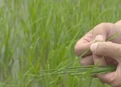 水稻，試驗(yàn)成功！