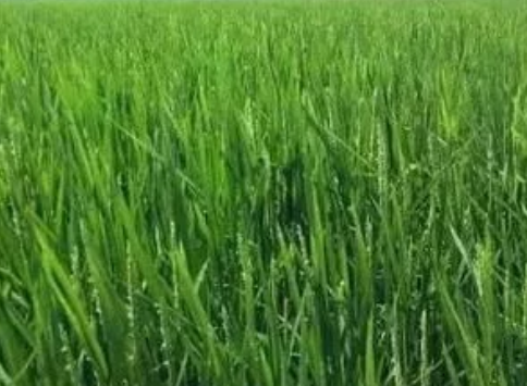 水稻功能保護(hù)區(qū)迎豐收