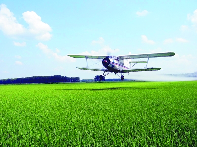 水面種水稻，試驗(yàn)成功！