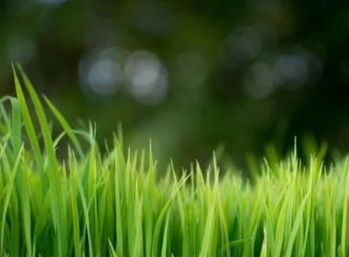 水稻高產(chǎn)栽培技術(shù)，掌握科學(xué)種植技巧，以減少病蟲害的發(fā)生