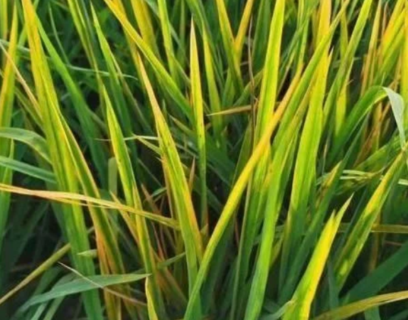 田間水稻一片&ldquo;火紅&rdquo;，細(xì)條病、赤枯病、稻瘟病如何區(qū)別防治？