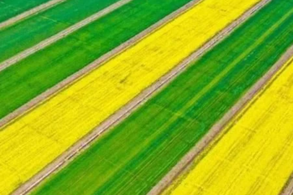 稻谷種植知識，熟知各類抗蟲藥的特點(diǎn)，做好針對性投放