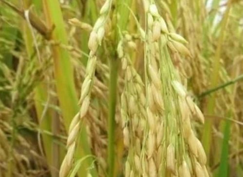 稻谷田間管理，執(zhí)行好三大原則