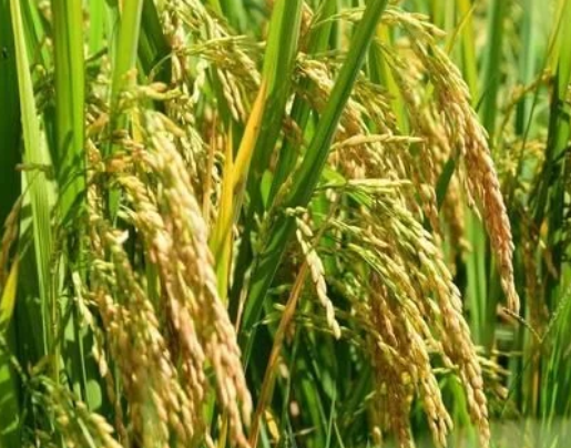 水稻直播高產(chǎn)栽培技術(shù)，要注意這幾點(diǎn)，你也能有大豐收