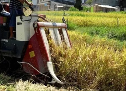 水稻功能保護區(qū)迎豐收