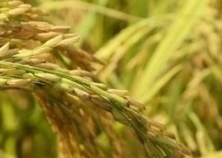 稻瘟病是水稻重要病害，簡(jiǎn)單了解，重點(diǎn)時(shí)期預(yù)防