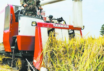 成都&ldquo;袁隆平雜交水稻科學園&rdquo;豐收啦！