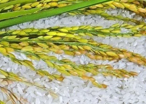 打造種業(yè)&ldquo;中國(guó)芯&rdquo;！隆平生物種業(yè)產(chǎn)業(yè)園開工建設(shè)，總投資120億