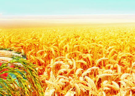 水稻直播高產(chǎn)栽培技術(shù)，要注意這幾點(diǎn)，你也能有大豐收